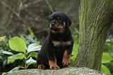 ROTTWEILER 330